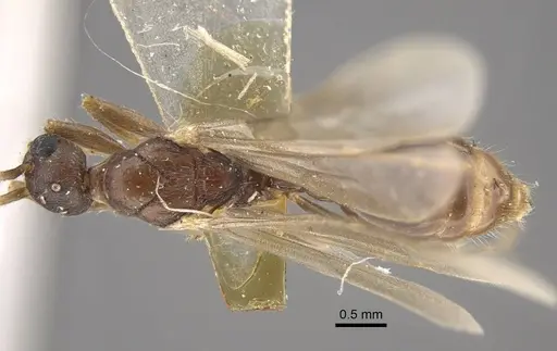 Myrmica salina - CASENT0917690