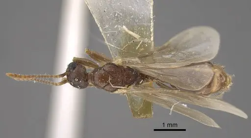 Myrmica salina - CASENT0917690