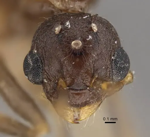 Myrmica salina - CASENT0917690