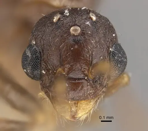 Myrmica salina - CASENT0917690