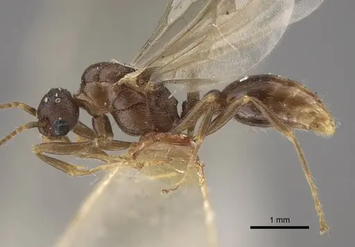 Myrmica salina - CASENT0917690