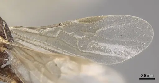 Myrmica salina - CASENT0917690