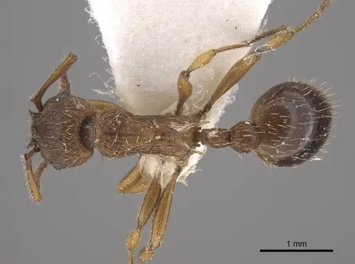 Myrmica salina - CASENT0917694