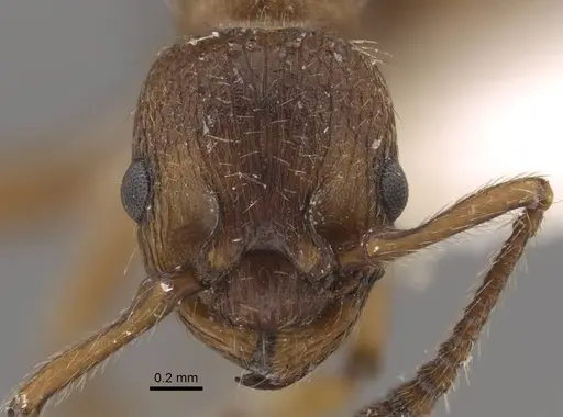 Myrmica salina - CASENT0917694