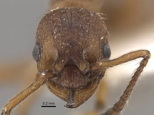 Myrmica salina - CASENT0917694