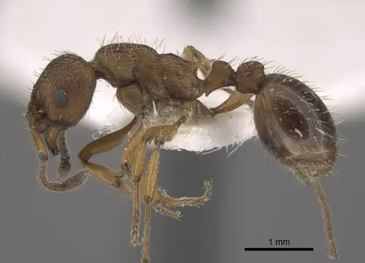 Myrmica salina - CASENT0917694