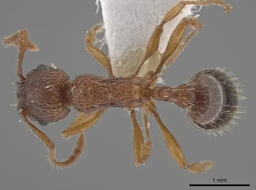 Myrmica salina - CSU