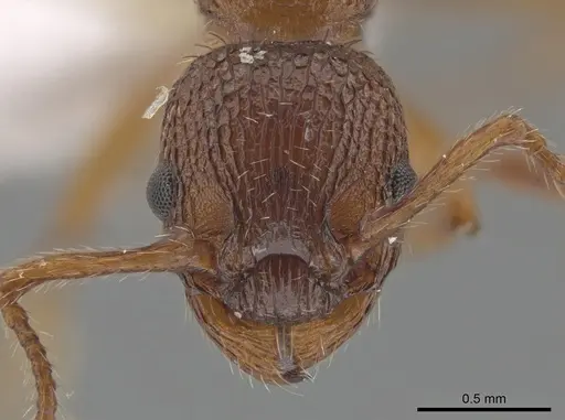 Myrmica salina - CSU