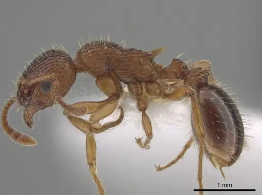 Myrmica salina - CSU