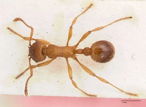 Myrmica salina - FOCOL0723