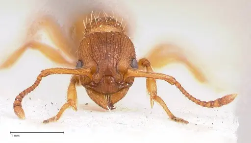 Myrmica salina - FOCOL0723