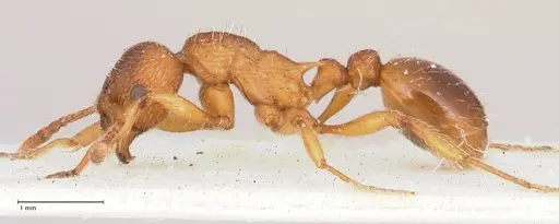 Myrmica salina - FOCOL0723