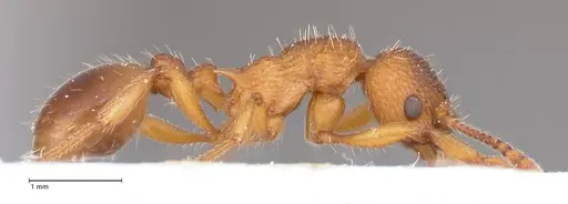 Myrmica salina - FOCOL0723