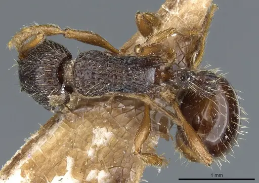 Myrmica saposhnikovi specimen