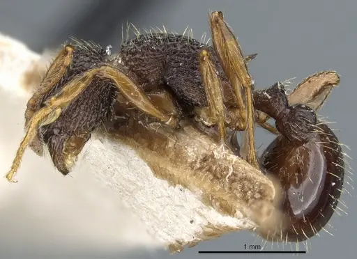 Myrmica saposhnikovi specimen