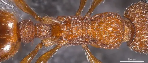 Myrmica scabrinodis specimen