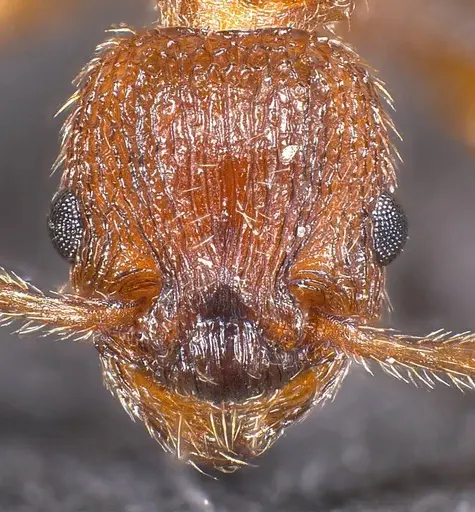 Myrmica scabrinodis specimen