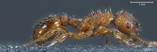 Myrmica scabrinodis - ANTWEB1008453