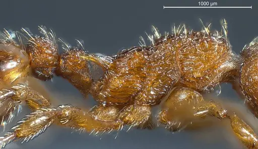 Myrmica scabrinodis - ANTWEB1008453