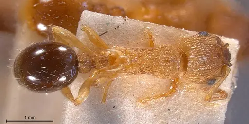Myrmica scabrinodis - ANTWEB1008454