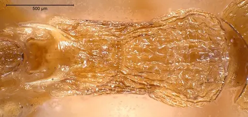 Myrmica scabrinodis - ANTWEB1008454