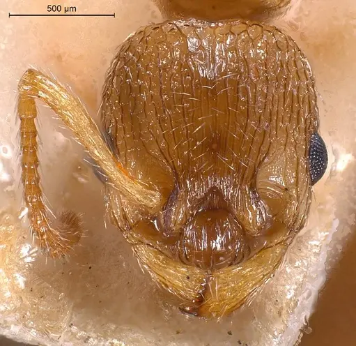 Myrmica scabrinodis - ANTWEB1008454