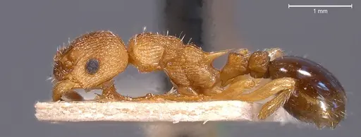 Myrmica scabrinodis - ANTWEB1008454