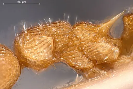 Myrmica scabrinodis - ANTWEB1008454