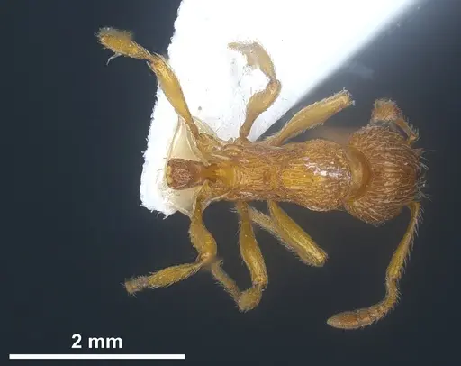 Myrmica scabrinodis - ANTWEB1041458