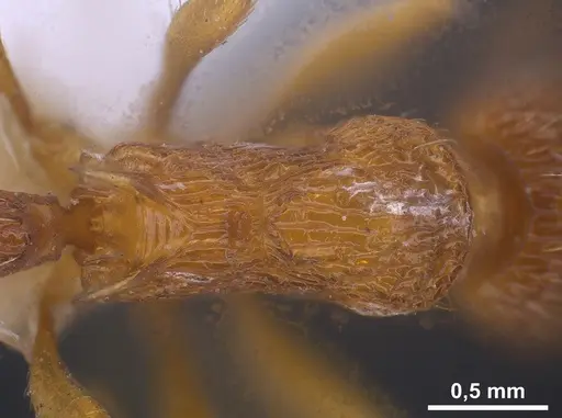 Myrmica scabrinodis - ANTWEB1041458