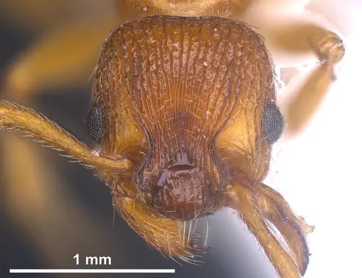 Myrmica scabrinodis - ANTWEB1041458