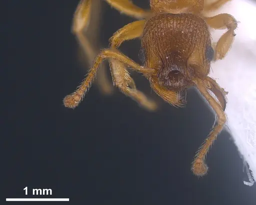 Myrmica scabrinodis - ANTWEB1041458