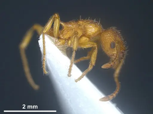 Myrmica scabrinodis - ANTWEB1041458