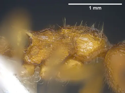 Myrmica scabrinodis - ANTWEB1041458