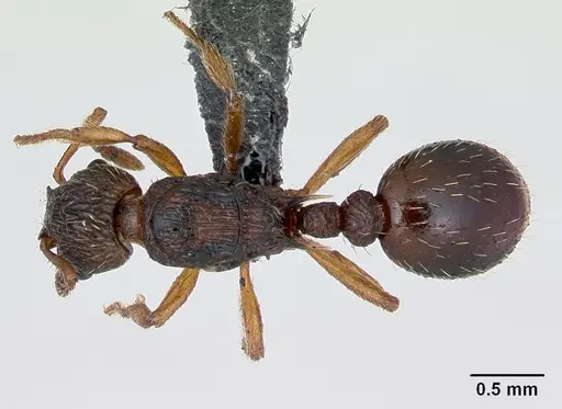 Myrmica scabrinodis - CASENT0172744