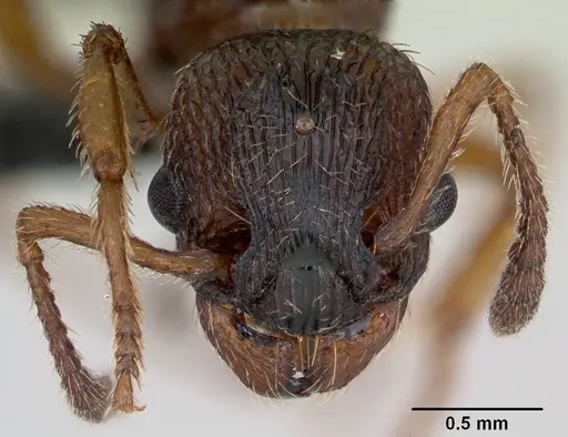 Myrmica scabrinodis - CASENT0172744