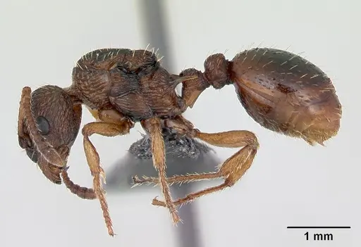 Myrmica scabrinodis - CASENT0172744