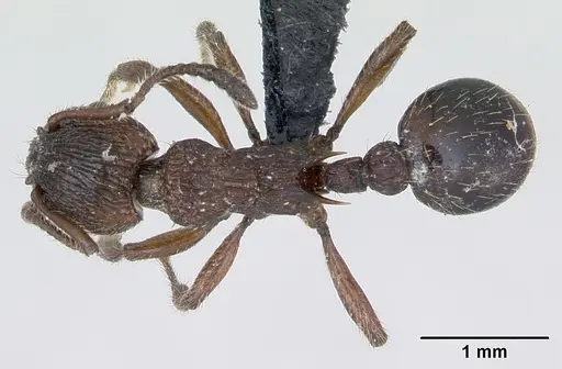 Myrmica scabrinodis - CASENT0172759