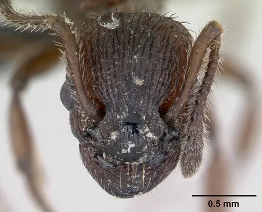 Myrmica scabrinodis - CASENT0172759