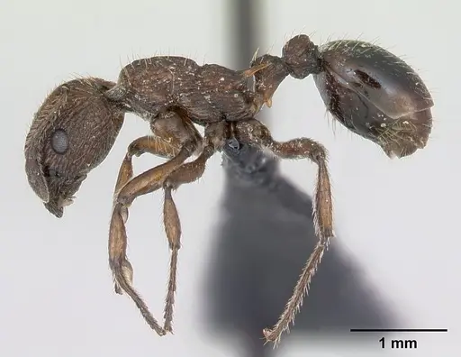 Myrmica scabrinodis - CASENT0172759
