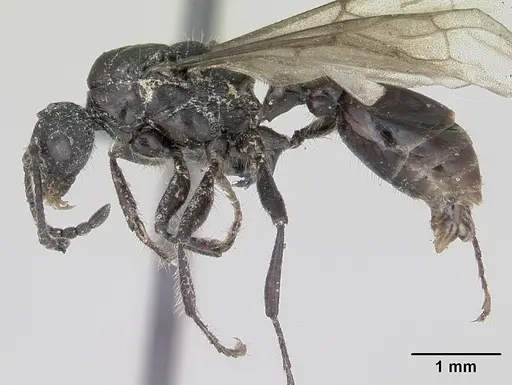 Myrmica scabrinodis - CASENT0172760