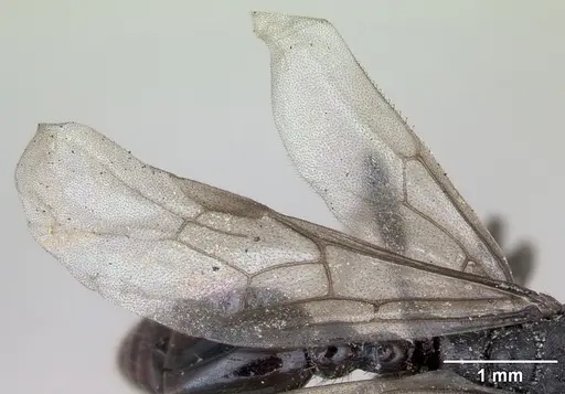 Myrmica scabrinodis - CASENT0172760