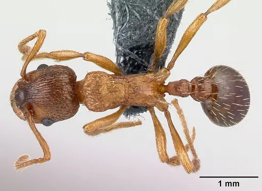 Myrmica scabrinodis - CASENT0179939