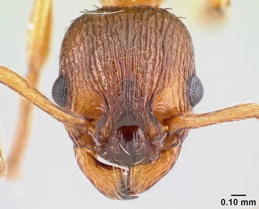 Myrmica scabrinodis - CASENT0179939