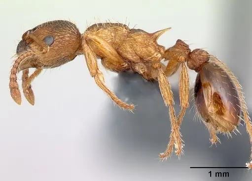 Myrmica scabrinodis - CASENT0179939