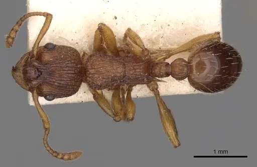 Myrmica scabrinodis - CASENT0900278