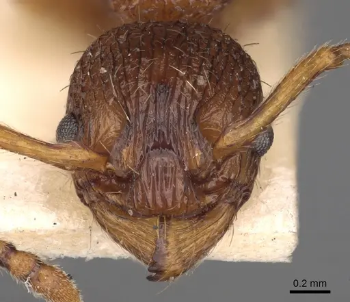 Myrmica scabrinodis - CASENT0900278