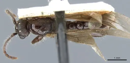 Myrmica scabrinodis - CASENT0904069