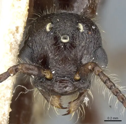 Myrmica scabrinodis - CASENT0904069