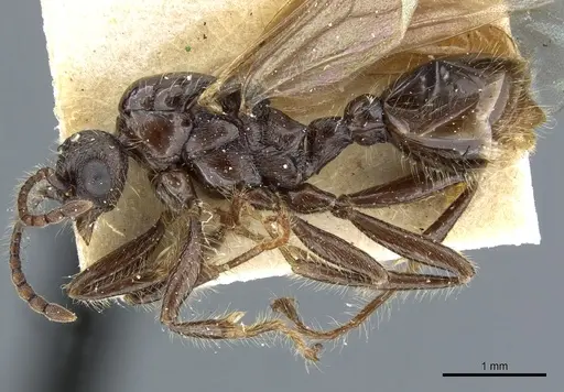 Myrmica scabrinodis - CASENT0904069
